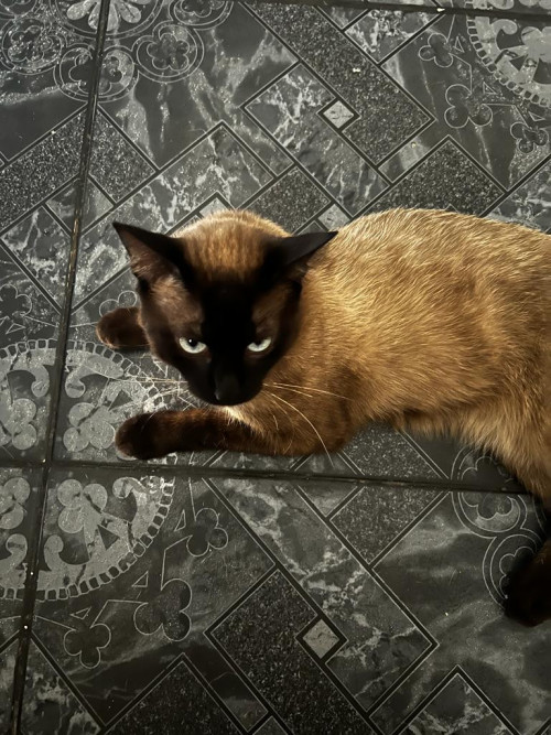 Bonnie