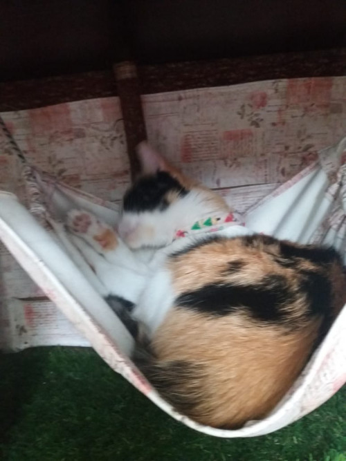 Lulú