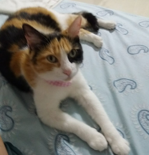 Lulú
