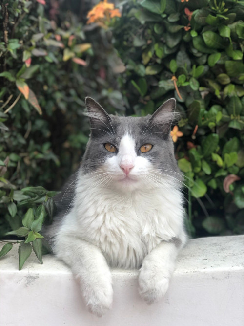 Lila
