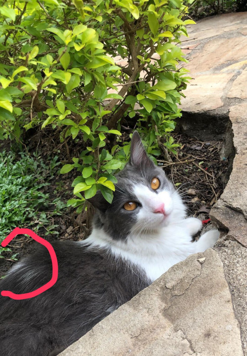 Lila