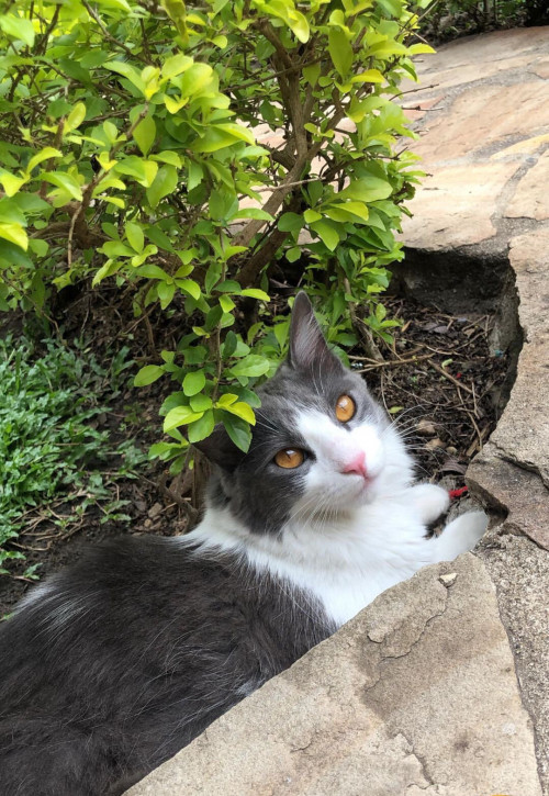 Lila