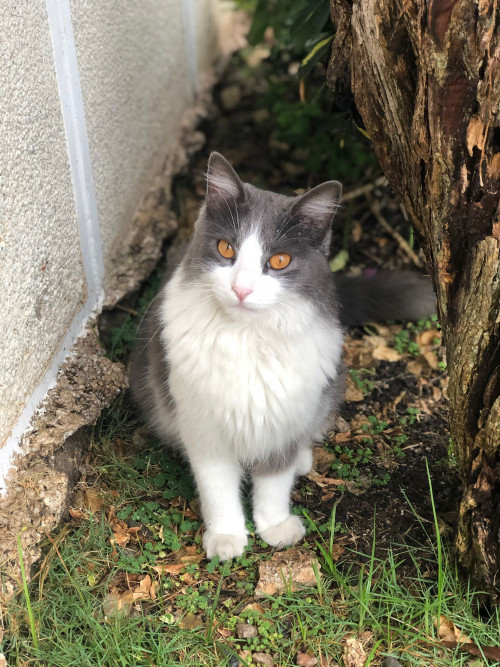 Lila
