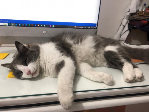Lila
