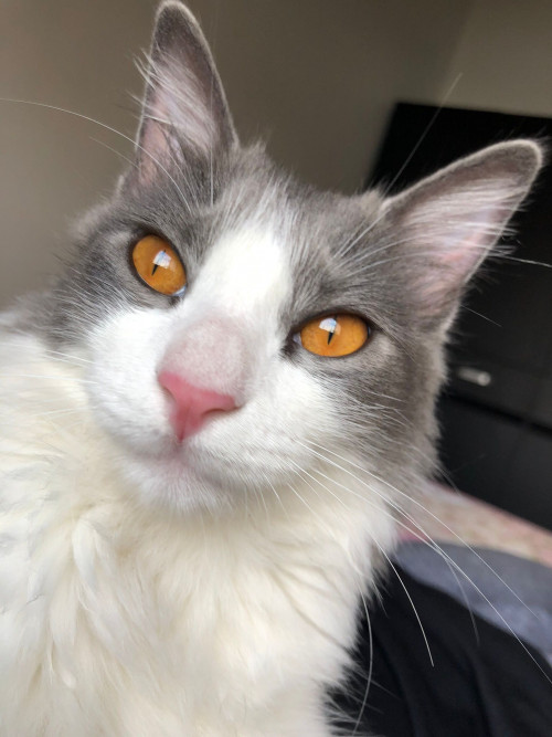 Lila