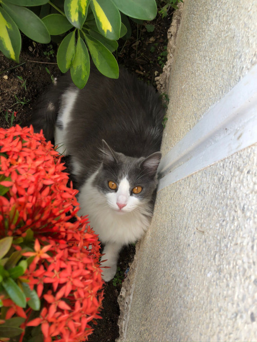 Lila