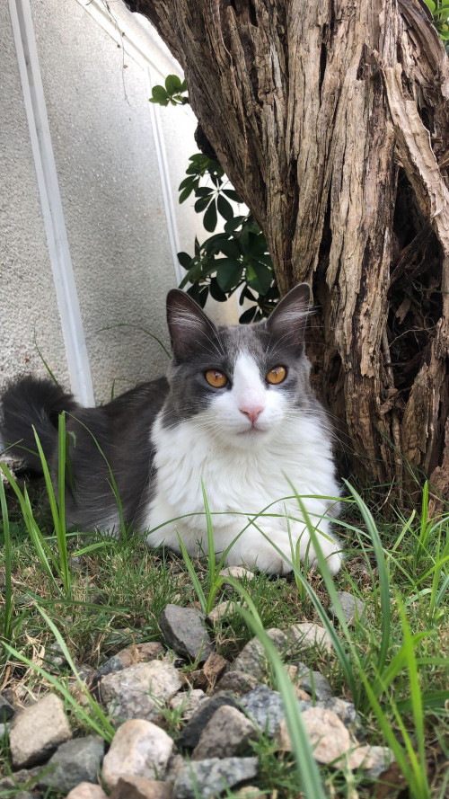 Lila