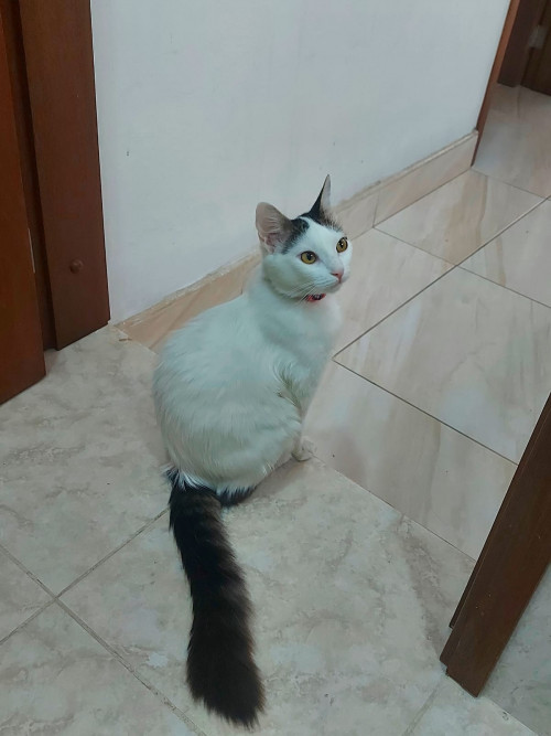 Bella