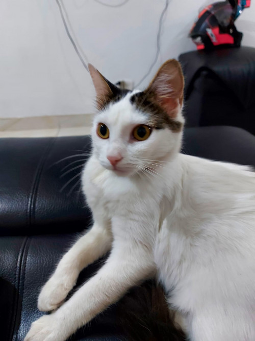 Bella