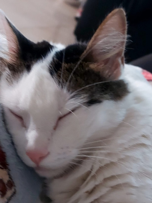 Bella