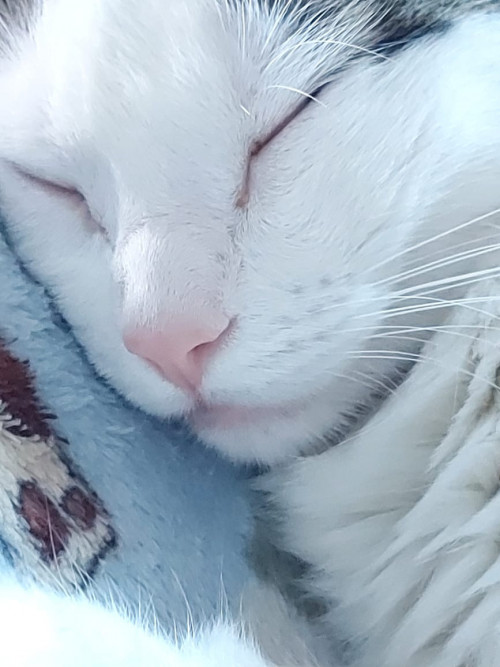 Bella