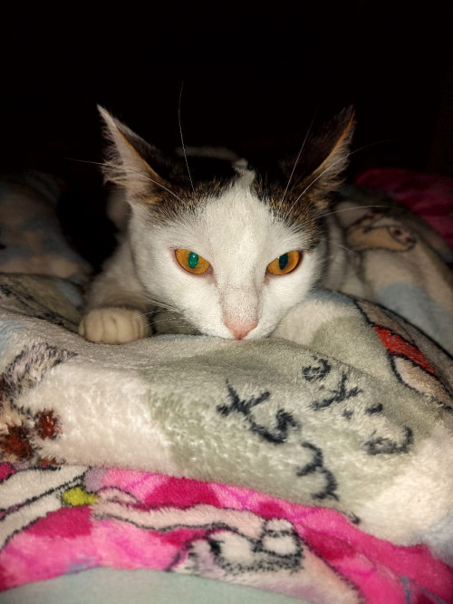 Bella
