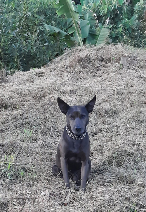 Yacon