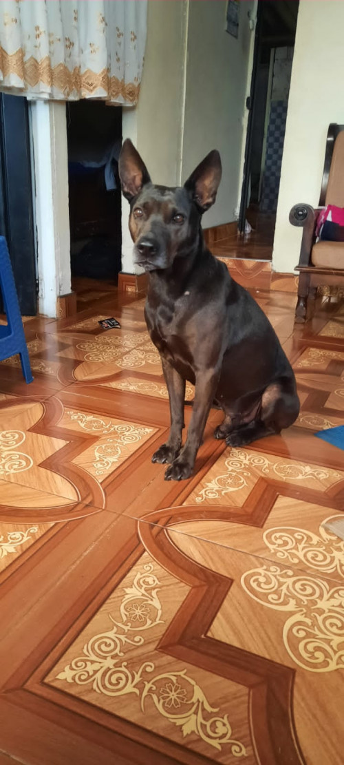 Yacon