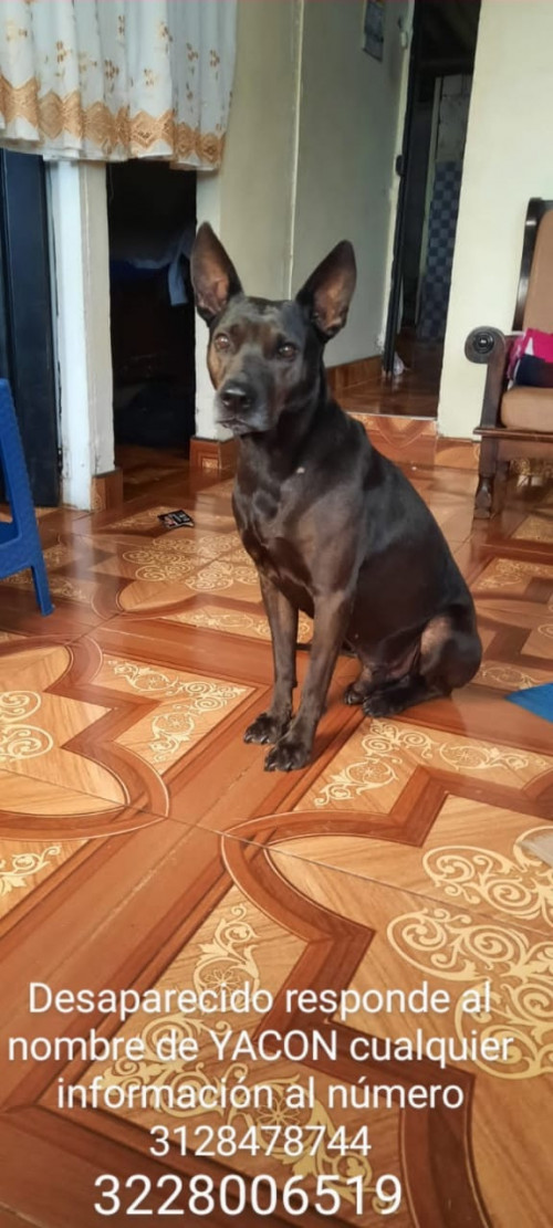 Yacon