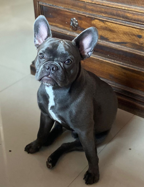 Milo