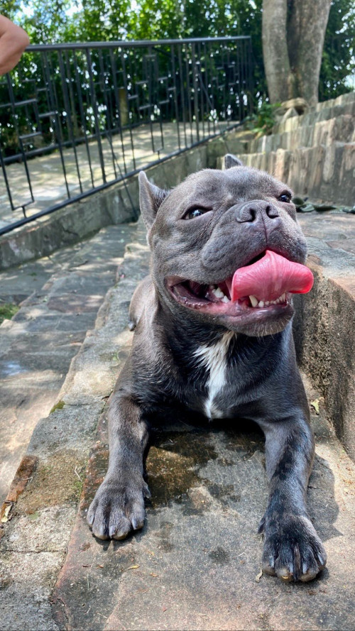 Milo