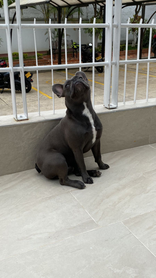 Milo