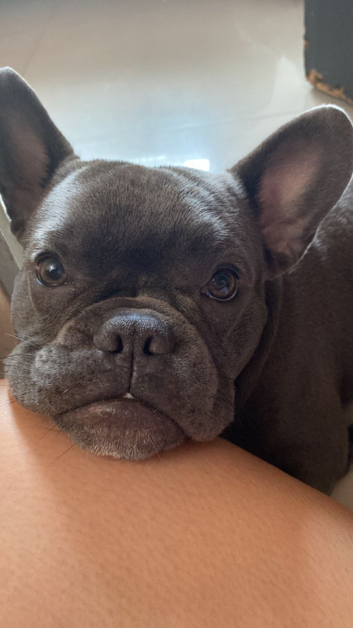 Milo