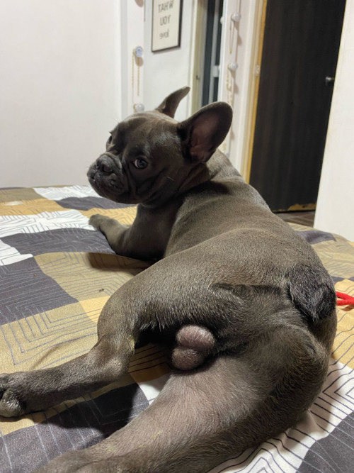 Milo