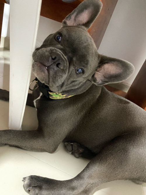 Milo