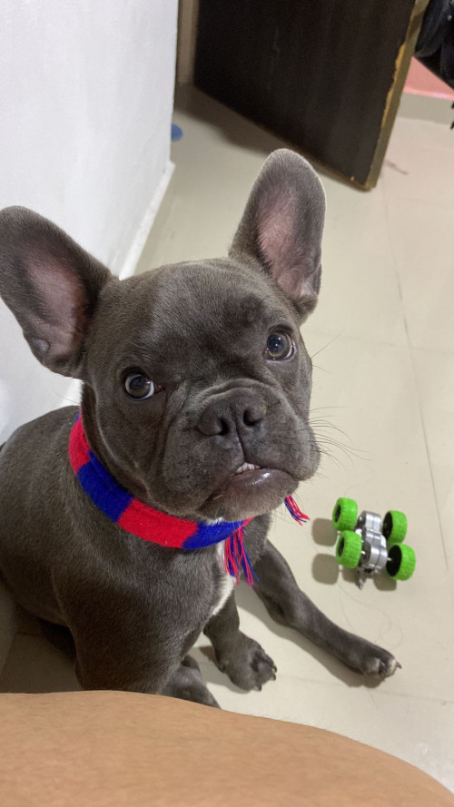 Milo
