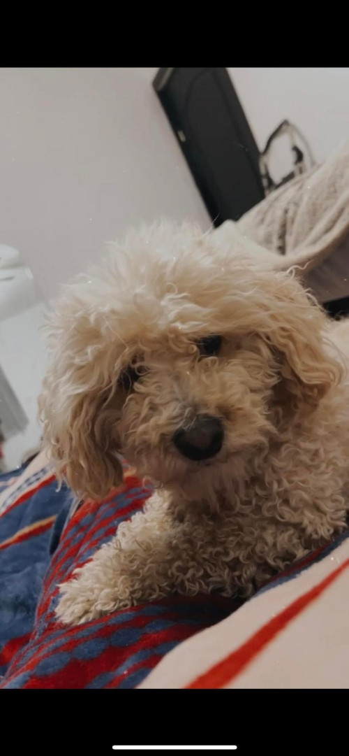 Mateo
