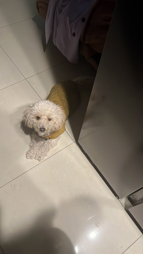 Mateo