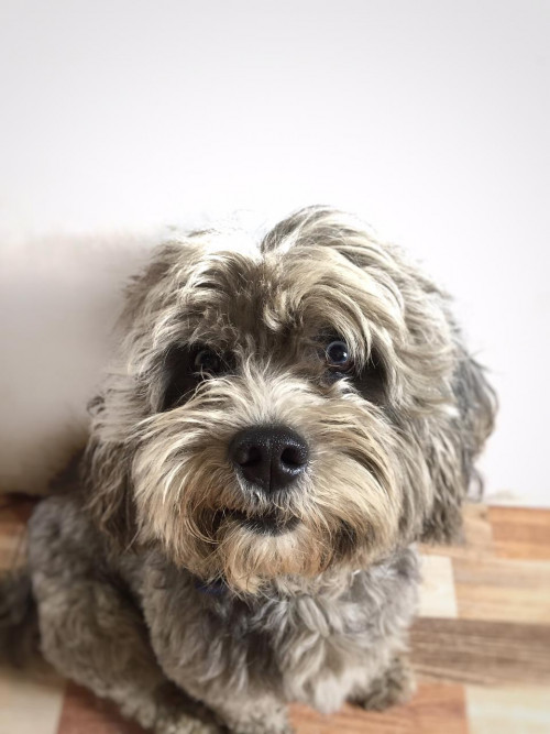 Teo
