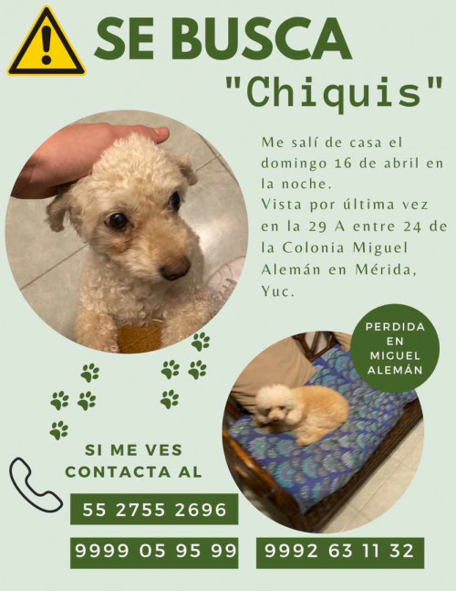 Chiquis