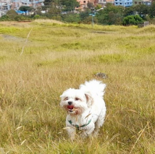 Sam