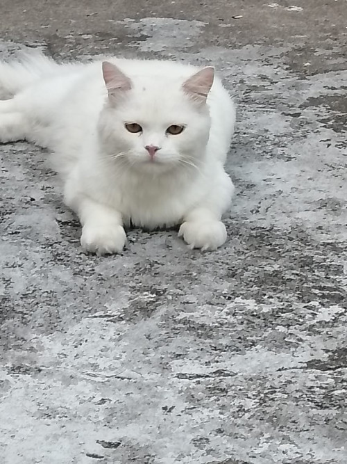 Coco