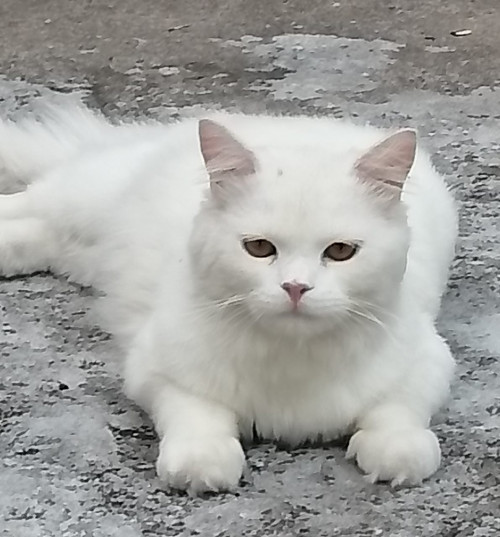 Coco