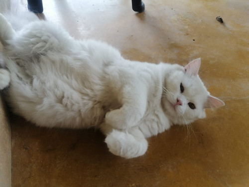 Coco