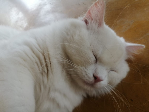 Coco