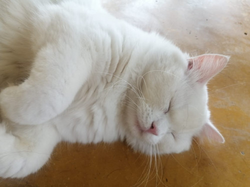Coco