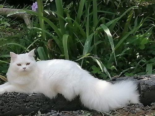 Coco