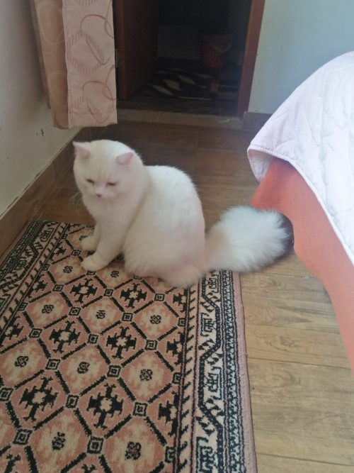 Coco