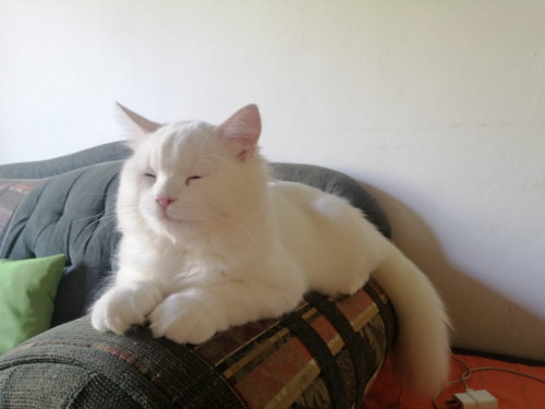 Coco