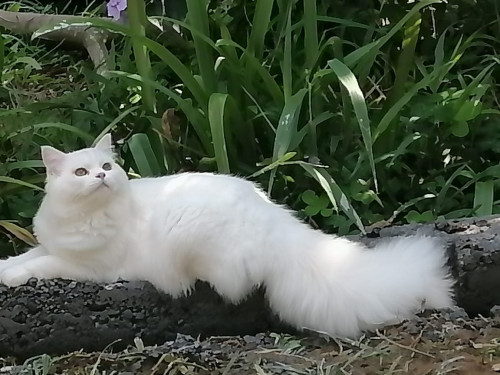 Coco