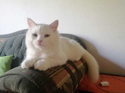 Coco