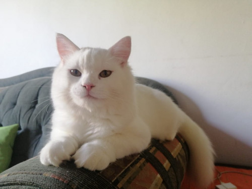 Coco