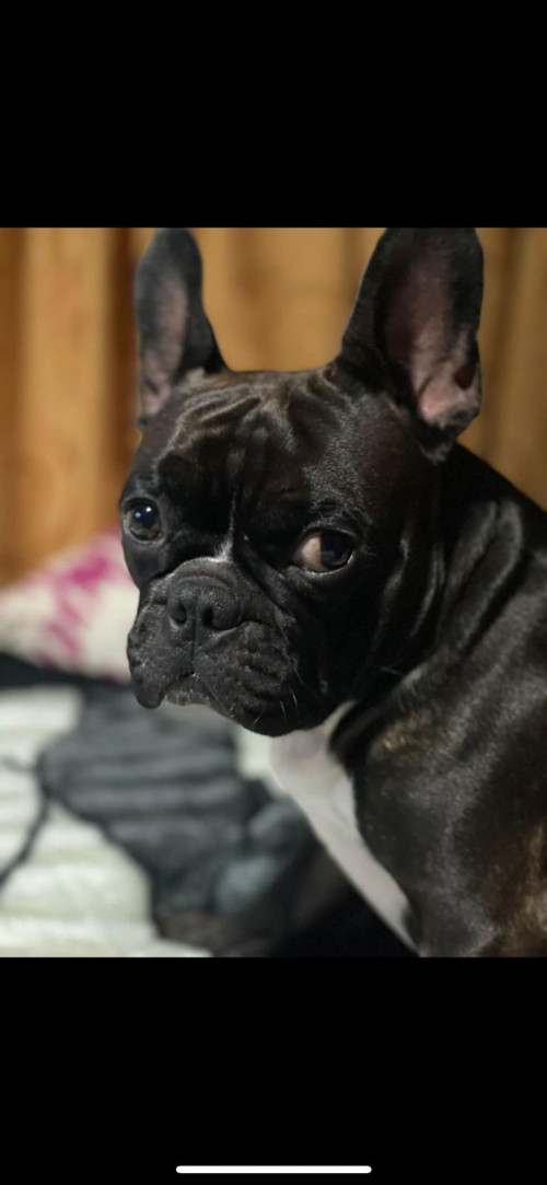 Bugalu