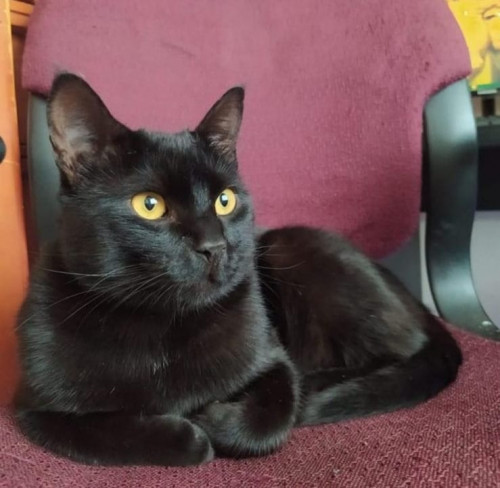 Pantera