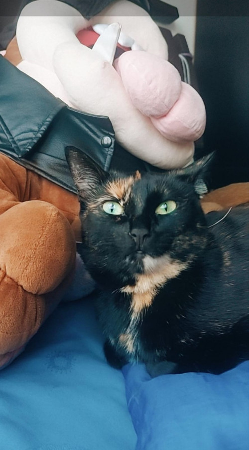 Bolita