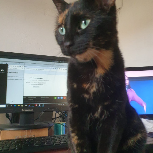 Bolita