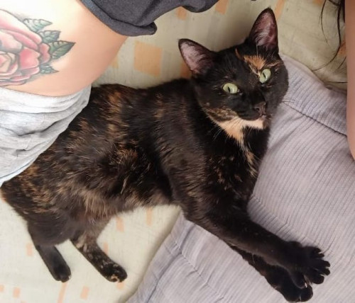 Bolita