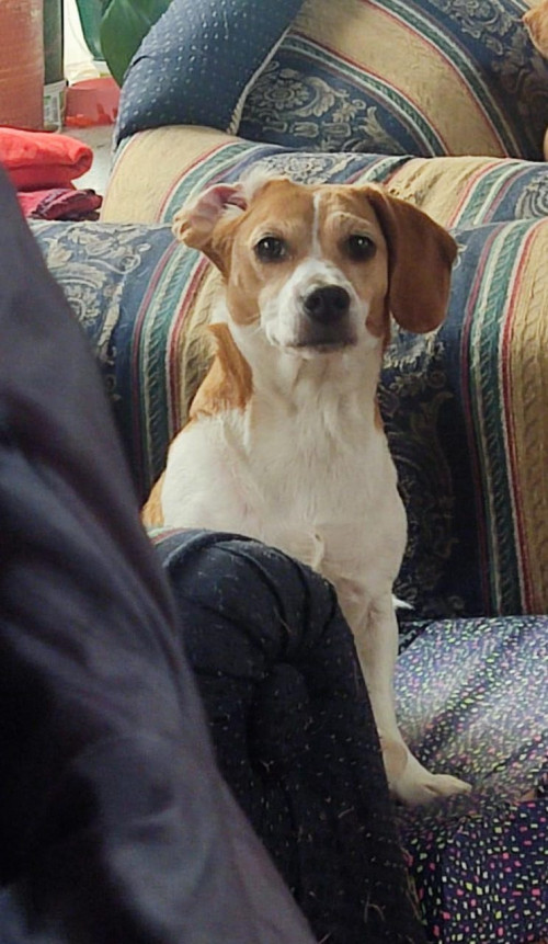 Dulce