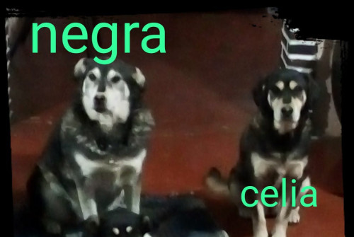 Benji, Celia Y Negra