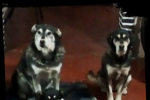 Benji, Celia Y Negra